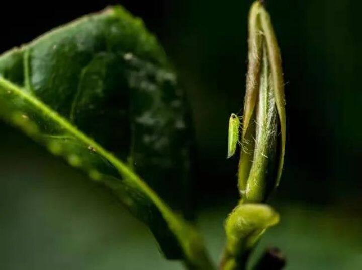小绿叶蝉在茶叶吸食汁液
