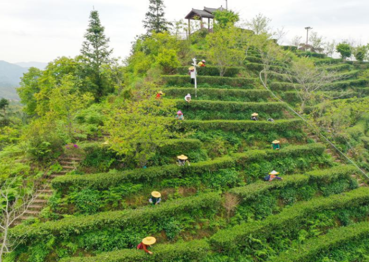 层层叠叠的茶叶梯田美如画  肖斌 摄