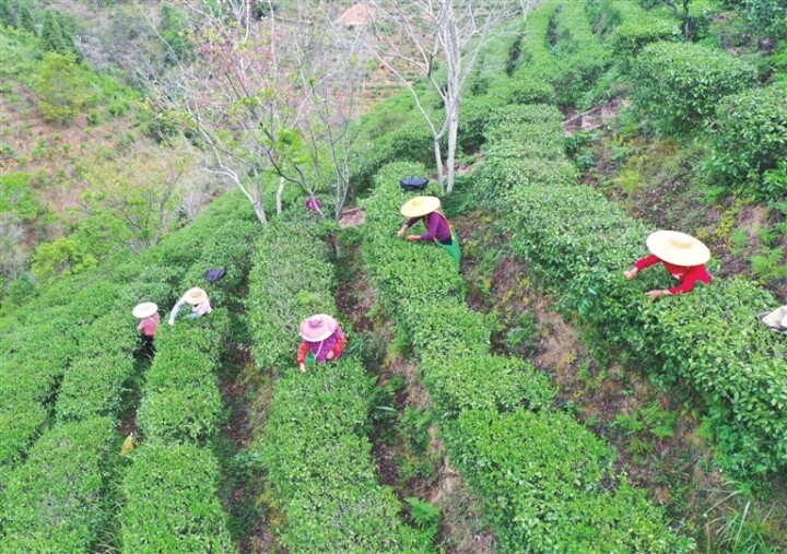 近日，紫金县客茶谷蝉茶生产基地，茶农在采摘茶叶。肖斌 摄