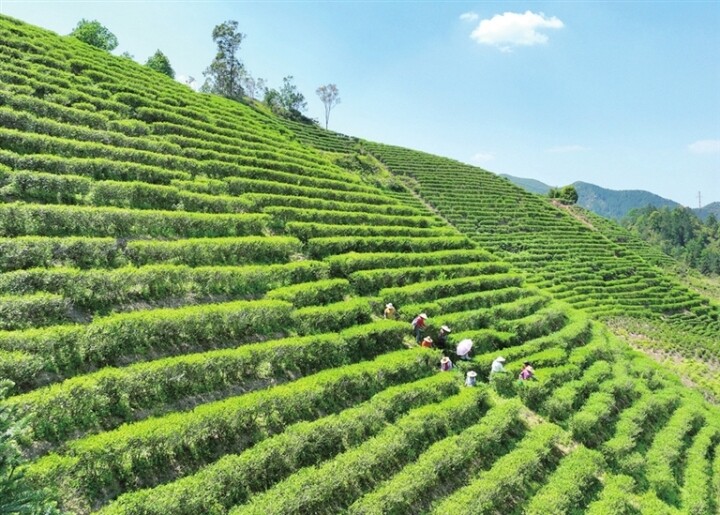 东源县康禾镇仙坑村的康禾茶种植基地，茶树在阳光的照耀下显得格外生机勃勃。 黄赞福 摄