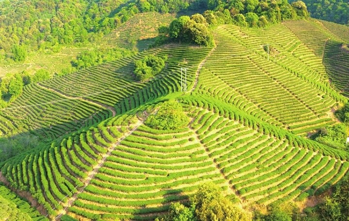 东源县叶潭镇饶嶂茶叶种植基地  黄赞福 摄