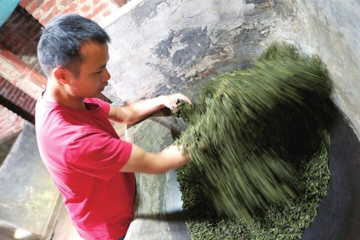 市级非遗绿茶制作技艺（仙湖茶传统制作技艺）传承人曾云科，在茶坊内专注地进行手工挥干工序。 星海 摄