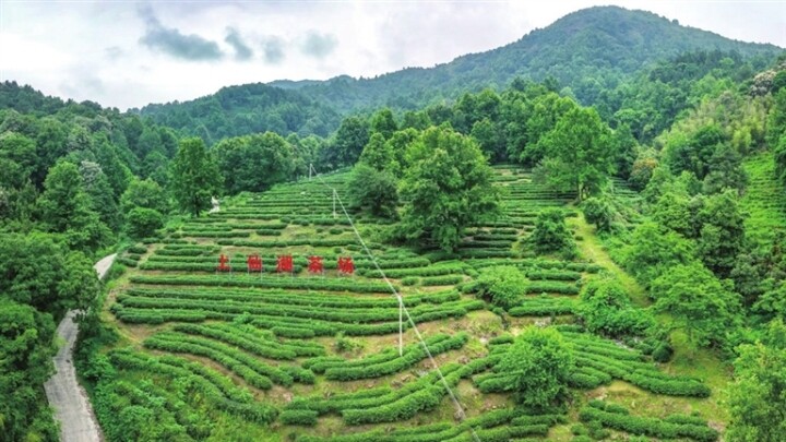 东源县曾田镇的上仙湖茶园，一片绿意盎然，宛如一幅山水画卷。 杨坚 摄