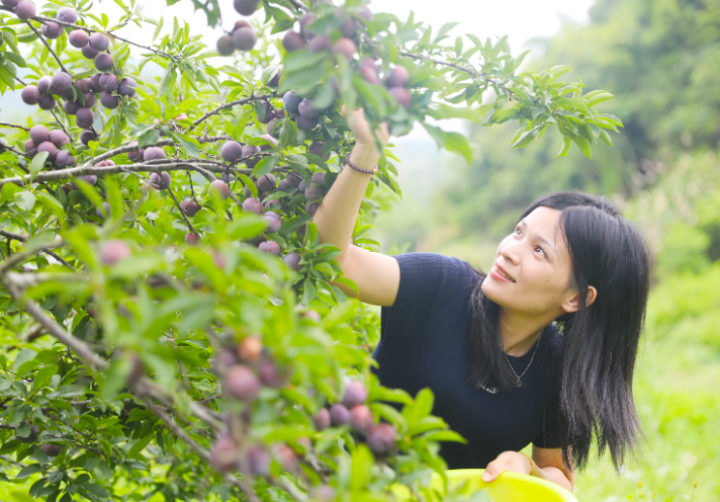 群丰村果农在采摘三华李，享受丰收的喜悦。