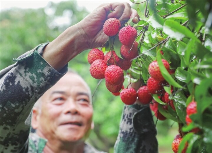 荔枝迎来丰收,果农脸上洋溢着丰收的喜悦。 肖斌 摄 荔枝迎来丰收,果农脸上洋溢着丰收的喜悦。 肖斌 摄
