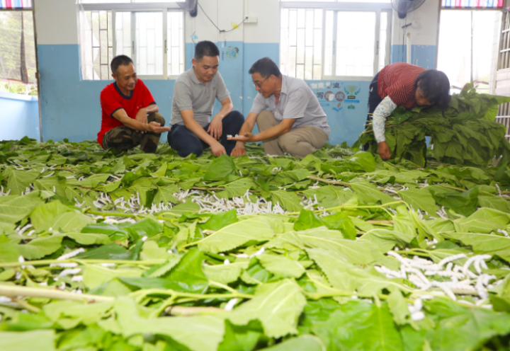 近日，在回龙村的养蚕基地，技术员对村民进行养蚕技术培训。 肖斌 摄