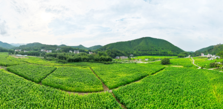 回龙村桑叶种植基地  肖斌 摄