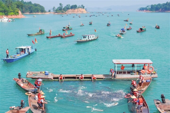7月5日,万绿湖码头,渔船满舱归港。 7月5日,万绿湖码头,渔船满舱归港。