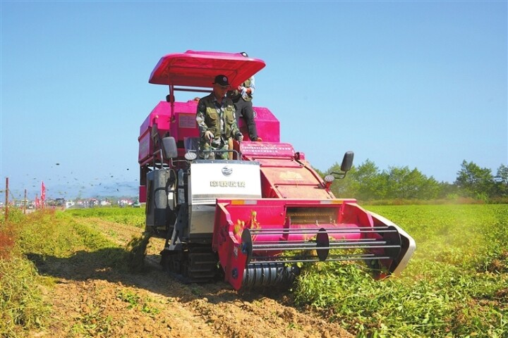 花生收获机将一垄垄花生植株卷进滚筒，高速转动下，饱满的花生与茎秆彻底分离。  林科 摄