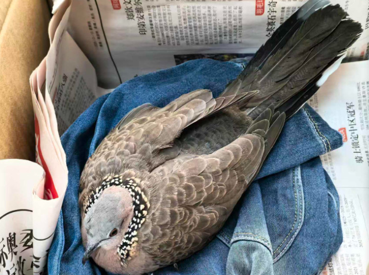 受伤的珠颈斑鸠