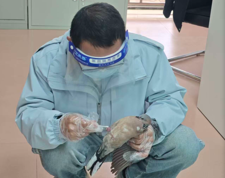 工作人员救治受伤的珠颈斑鸠。（黄牛石保护区供图）