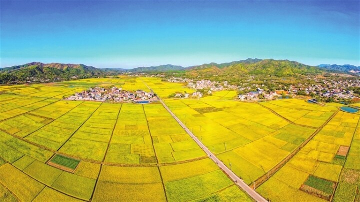 东源县船塘镇老围村，金色稻田为秋日铺开丰收画卷。